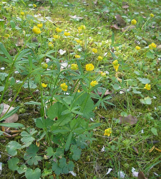 Ranunculus auricomus spec3 ? \ Gold-Hahnenfu� / Goldilocks, D Bad Nauheim 20.4.2009