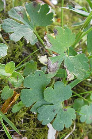 Ranunculus auricomus spec3 ? \ Gold-Hahnenfu� / Goldilocks, D Bad Nauheim 20.4.2009