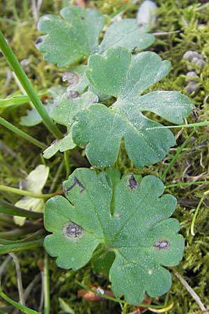 Ranunculus auricomus spec3 ? \ Gold-Hahnenfu� / Goldilocks, D Bad Nauheim 20.4.2009
