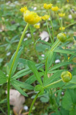 Ranunculus auricomus spec3 ? \ Gold-Hahnenfu� / Goldilocks, D Bad Nauheim 20.4.2009