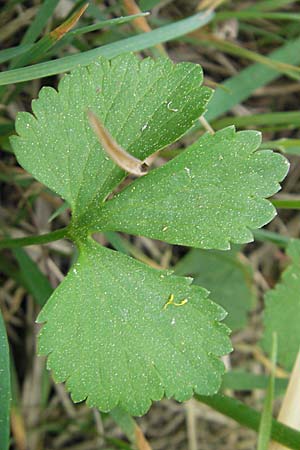 Ranunculus auricomus specG ? \ Gold-Hahnenfu� / Goldilocks, D W&ouml;rth-B&uuml;chelberg 23.4.2009