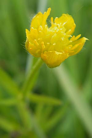 Ranunculus auricomus specG ? \ Gold-Hahnenfu� / Goldilocks, D W&ouml;rth-B&uuml;chelberg 23.4.2009