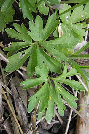 Ranunculus auricomus specG ? \ Gold-Hahnenfu� / Goldilocks, D W&ouml;rth-B&uuml;chelberg 23.4.2009