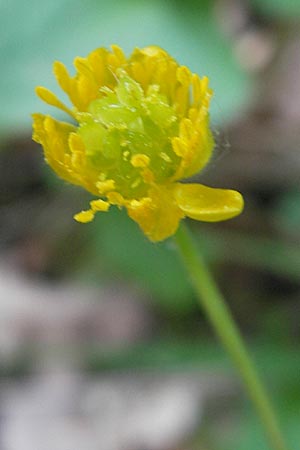 Ranunculus auricomus spec6 ? \ Gold-Hahnenfu� / Goldilocks, D Schweinfurt 25.4.2009