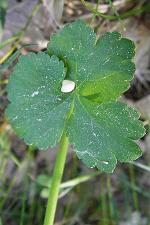 Ranunculus auricomus spec6 ? \ Gold-Hahnenfu� / Goldilocks, D Schweinfurt 25.4.2009