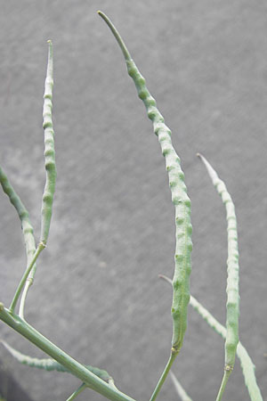 Brassica napus \ Raps / Oilseed Rape, Rapeseed, D Mannheim 6.5.2009