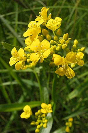 Rorippa austriaca \ sterreicher Sumpfkresse / Austrian Yellow-Cress, D Lampertheim 16.5.2009