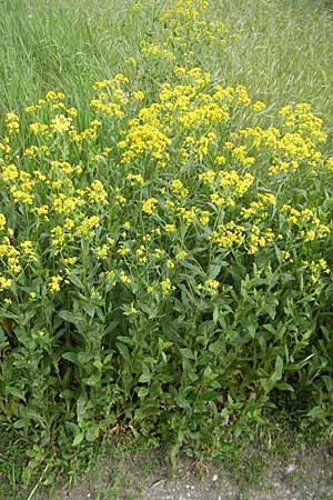 Rorippa austriaca \ sterreicher Sumpfkresse / Austrian Yellow-Cress, D Mannheim 16.5.2009
