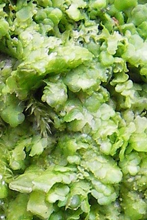 Radula complanata \ Abgeflachtes Kratz-Lebermoos / Even Scalewort, D Bad D&uuml;rkheim 11.10.2009