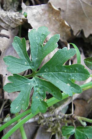 Ranunculus auricomus spec5 ? \ Gold-Hahnenfu� / Goldilocks, D Rheinhessen, Nack 27.4.2010