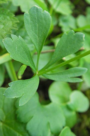 Ranunculus auricomus spec5 ? \ Gold-Hahnenfu� / Goldilocks, D Rheinhessen, Nack 27.4.2010