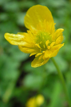 Ranunculus auricomus spec5 ? \ Gold-Hahnenfu� / Goldilocks, D Rheinhessen, Nack 27.4.2010