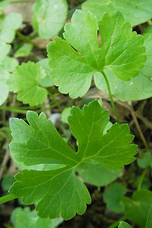 Ranunculus auricomus spec5 ? \ Gold-Hahnenfu� / Goldilocks, D Rheinhessen, Nack 27.4.2010