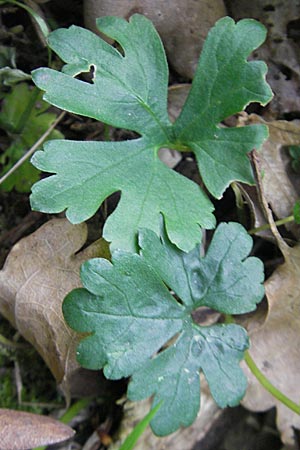 Ranunculus auricomus spec5 ? \ Gold-Hahnenfu� / Goldilocks, D Rheinhessen, Nack 27.4.2010