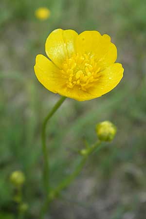 Ranunculus acris subsp. acris \ Scharfer Hahnenfu / Meadow Buttercup, D Krumbach 8.5.2010