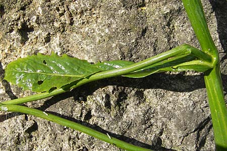 Rorippa amphibia \ Wasser-Kresse / Great Yellow-Cress, D Mannheim 6.6.2010