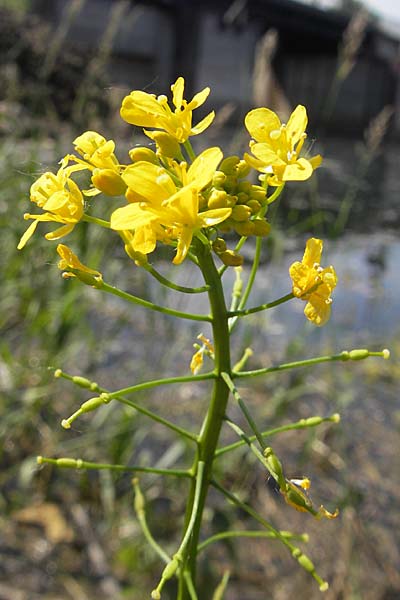 Rorippa amphibia \ Wasser-Kresse / Great Yellow-Cress, D Mannheim 6.6.2010