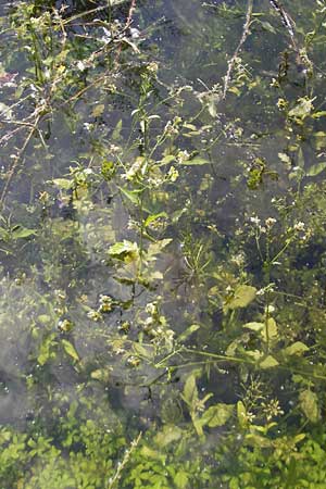 Rorippa amphibia \ Wasser-Kresse / Great Yellow-Cress, D Mannheim 6.6.2010