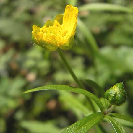 Ranunculus argoviensis s.l. \ Aargauer Gold-Hahnenfu / Aargau Goldilocks, D Hambrücken 9.4.2011