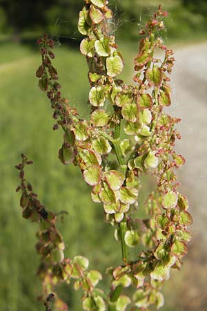 Rumex acetosa \ Groer Sauer-Ampfer, Wiesen-Sauer-Ampfer / Common Sorrel, D Bruchsal 13.5.2011