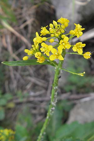 Rorippa amphibia \ Wasser-Kresse / Great Yellow-Cress, D Mannheim 15.5.2011