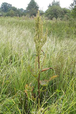 Rumex aquaticus \ Wasser-Ampfer / Scottish Dock, D Gessertshausen 30.7.2011