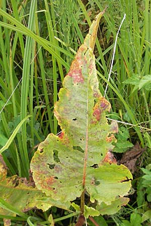 Rumex aquaticus \ Wasser-Ampfer / Scottish Dock, D Gessertshausen 30.7.2011