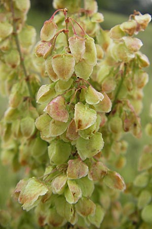 Rumex aquaticus \ Wasser-Ampfer / Scottish Dock, D Gessertshausen 30.7.2011