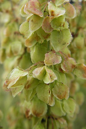 Rumex aquaticus \ Wasser-Ampfer / Scottish Dock, D Gessertshausen 30.7.2011