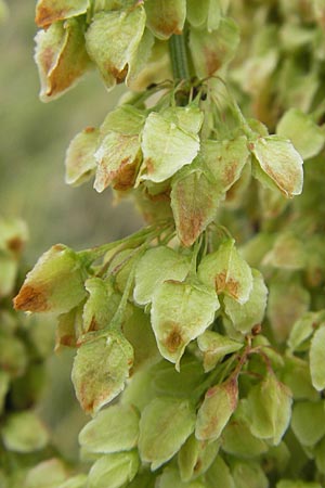 Rumex aquaticus \ Wasser-Ampfer / Scottish Dock, D Gessertshausen 30.7.2011