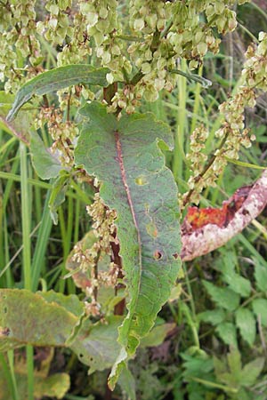 Rumex aquaticus \ Wasser-Ampfer / Scottish Dock, D Gessertshausen 30.7.2011
