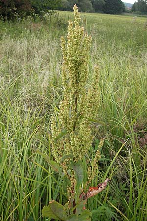 Rumex aquaticus \ Wasser-Ampfer / Scottish Dock, D Gessertshausen 30.7.2011