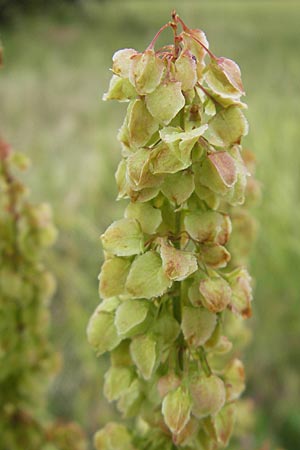 Rumex aquaticus \ Wasser-Ampfer / Scottish Dock, D Gessertshausen 30.7.2011
