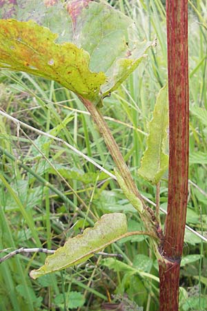 Rumex aquaticus \ Wasser-Ampfer / Scottish Dock, D Gessertshausen 30.7.2011