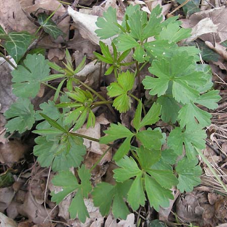 Ranunculus alsaticus ? \ Elssser Gold-Hahnenfu / Alsacian Goldilocks, D Kerzenheim-Rosenthal 15.4.2012
