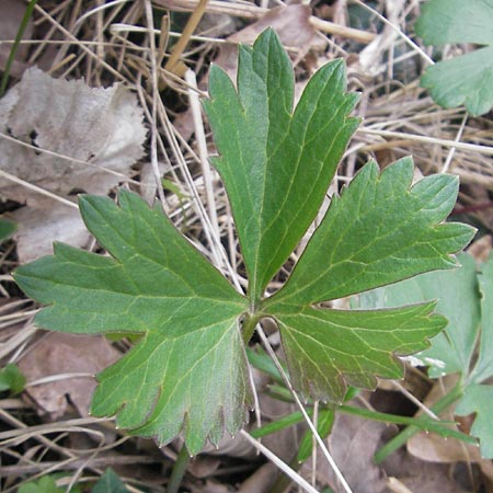 Ranunculus alsaticus ? \ Elssser Gold-Hahnenfu / Alsacian Goldilocks, D Kerzenheim-Rosenthal 15.4.2012