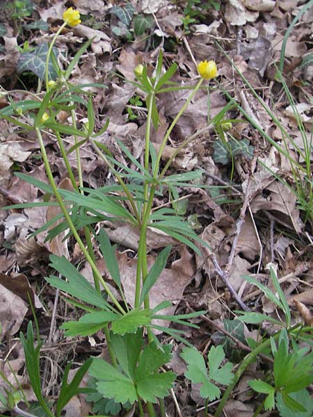 Ranunculus alsaticus ? \ Elssser Gold-Hahnenfu / Alsacian Goldilocks, D Kerzenheim-Rosenthal 15.4.2012