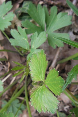 Ranunculus alsaticus ? \ Elssser Gold-Hahnenfu / Alsacian Goldilocks, D Kerzenheim-Rosenthal 15.4.2012