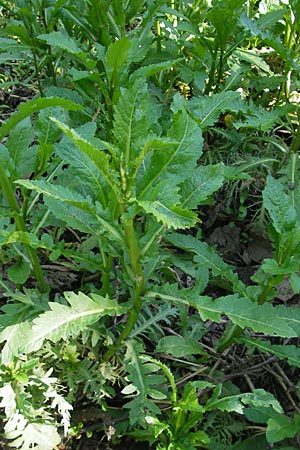 Rorippa amphibia \ Wasser-Kresse / Great Yellow-Cress, D Altrip 1.5.2012