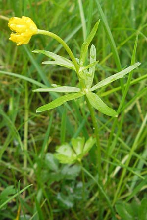 Ranunculus rotundatus \ Rundlicher Gold-Hahnenfu / Roundish Goldilocks, D Windach am Ammersee 5.5.2012