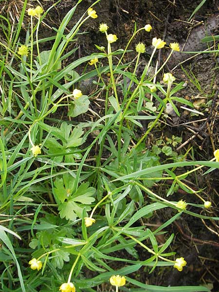 Ranunculus rotundatus \ Rundlicher Gold-Hahnenfu / Roundish Goldilocks, D Windach am Ammersee 5.5.2012