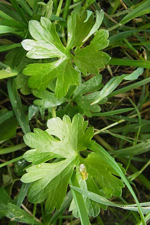 Ranunculus rotundatus \ Rundlicher Gold-Hahnenfu / Roundish Goldilocks, D Windach am Ammersee 5.5.2012