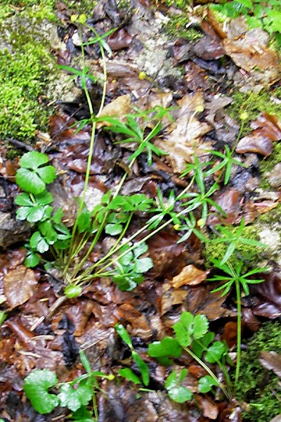 Ranunculus alsaticus ? \ Elssser Gold-Hahnenfu / Alsacian Goldilocks, D Franken/Franconia Leutenbach 7.5.2012