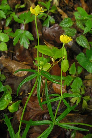 Ranunculus alsaticus ? \ Elssser Gold-Hahnenfu / Alsacian Goldilocks, D Franken/Franconia Leutenbach 7.5.2012