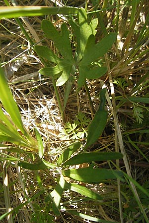 Ranunculus auricomus specI ? \ Gold-Hahnenfu� / Goldilocks, D Pfalz, Speyer 29.5.2012