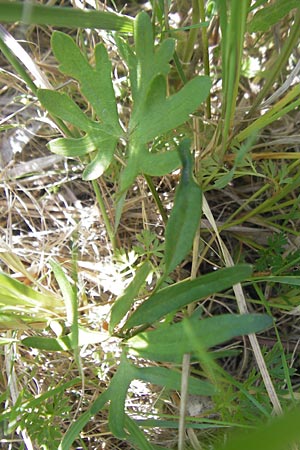 Ranunculus auricomus specI ? \ Gold-Hahnenfu� / Goldilocks, D Pfalz, Speyer 29.5.2012