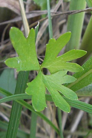 Ranunculus auricomus specI ? \ Gold-Hahnenfu� / Goldilocks, D Pfalz, Speyer 29.5.2012