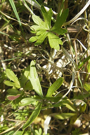 Ranunculus auricomus specI ? \ Gold-Hahnenfu� / Goldilocks, D Pfalz, Speyer 29.5.2012