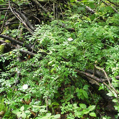Rosa arvensis \ Kriechende Rose, Feld-Rose, D Neuburg an der Donau 8.6.2012