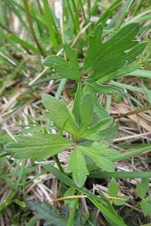 Ranunculus auricomus specI ? \ Gold-Hahnenfu� / Goldilocks, D Pfalz, Speyer 3.5.2013